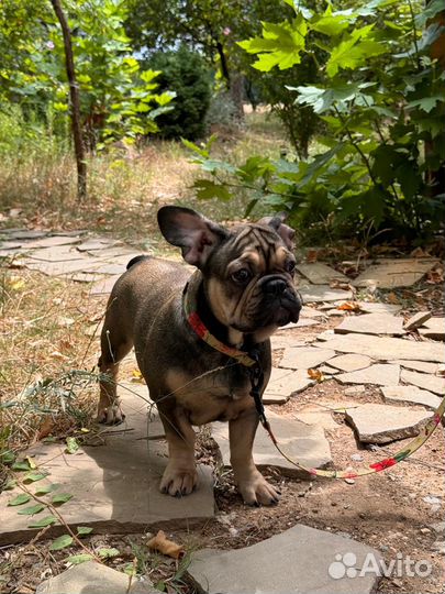 Французский бульдог щенки
