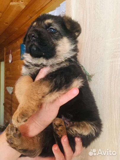 Немецкая овчарка