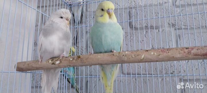 Попугай ввп чех