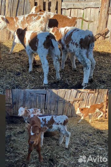 Быки телята