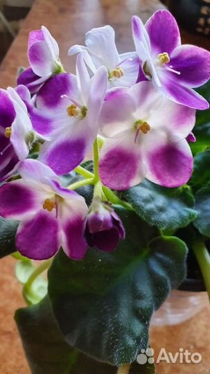 Фиалка Valeska Viol