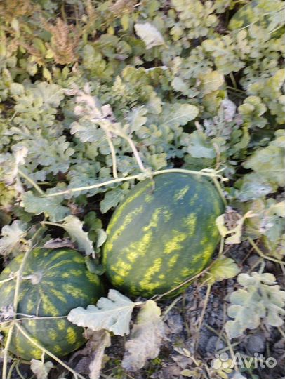 Арбуз оптом каристан