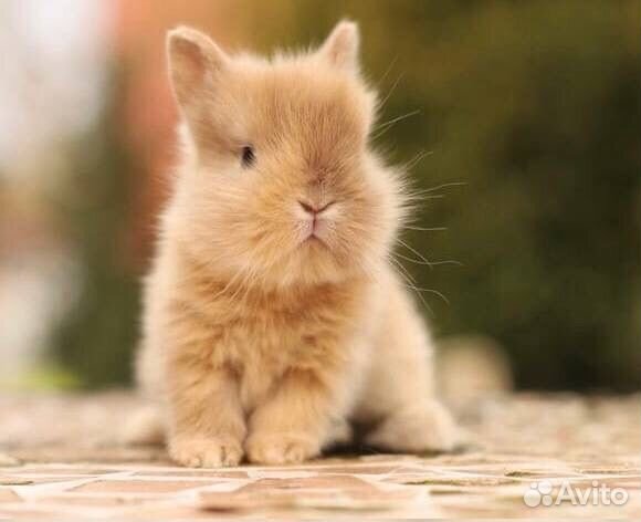 Самый Большой Выбор Карликовых Кроликов