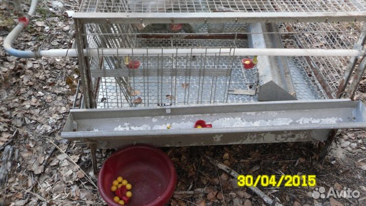 Клетка для цыплят бройлеров, кур