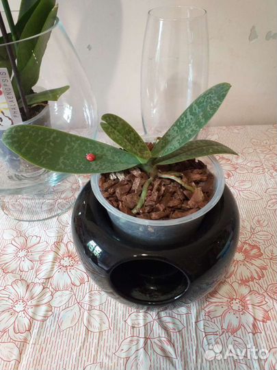 Горшок для цветов керамика