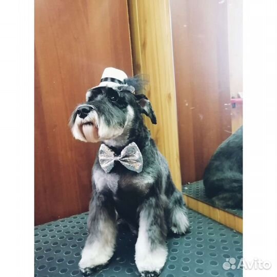 Груминг (стрижка и уход за животными) Пашино