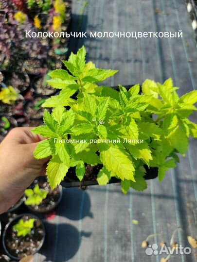 Колокольчик молочноцветковый многолетний