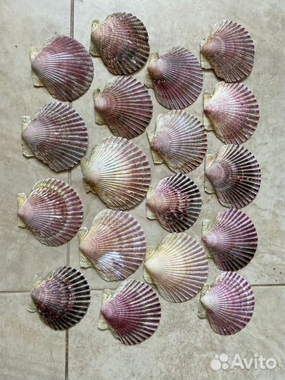 Ракушки от морских гребешков