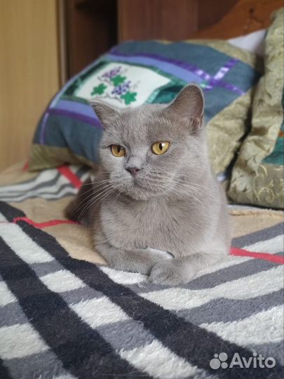 Британская