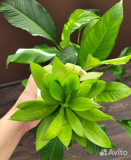 Сансевиерия в 2 небольших кашпо