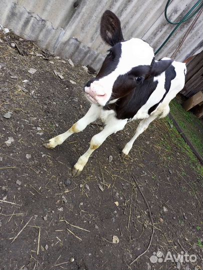 Теленок 2месяца