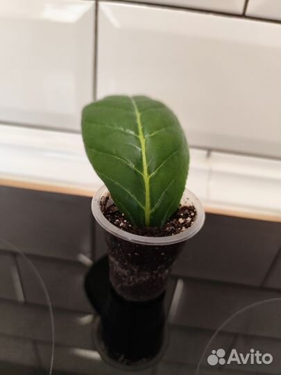 Глоксиния Тидея