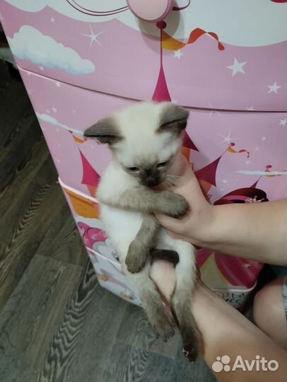 Отдам в добрые руки