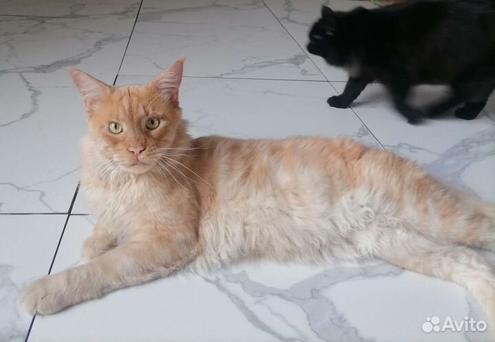 Кот мейн-кун вязка