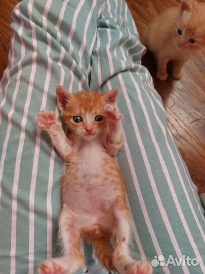 3 рыжих котенка