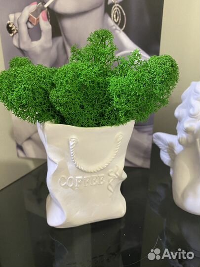 Стабилизированный мох в кашпо