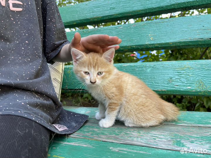 Котенок 1 мес