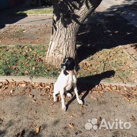 Собаки и щенки🐕 породы Пойнтер: купить недорого во всех регионах | Цены на  собак | Авито