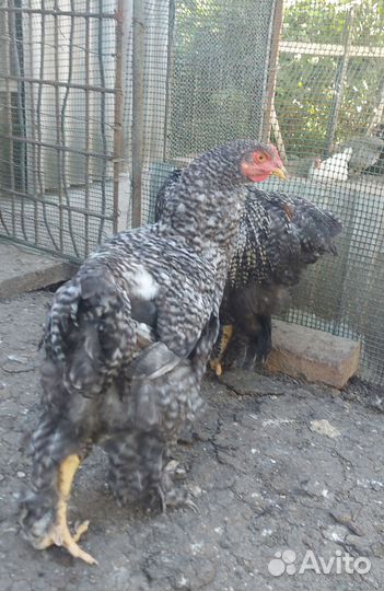 Петухи молодки домашние