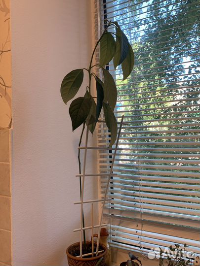 Авокадо растение