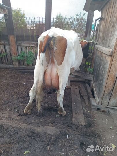 Корова стельная дойная