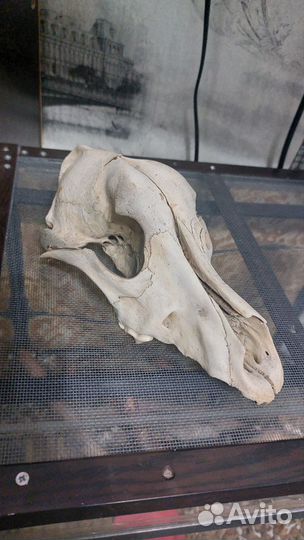 Череп настоящий не знаю кого