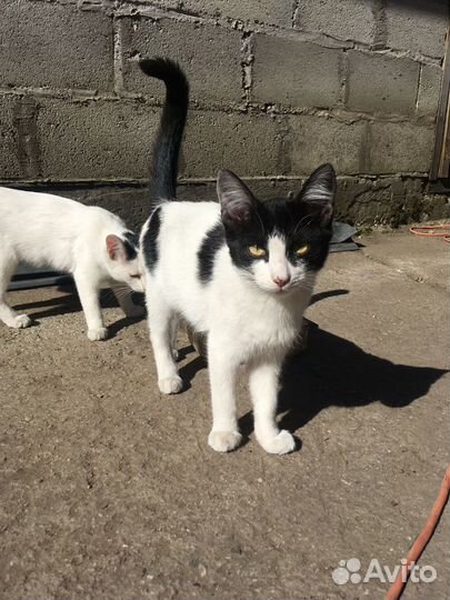 Котик в добрые руки