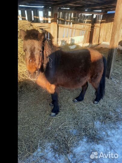 Продам пони