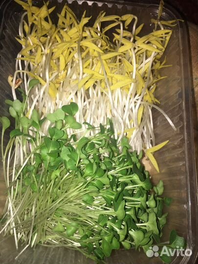 Микрозелень