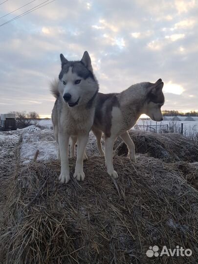 Щенки хаски