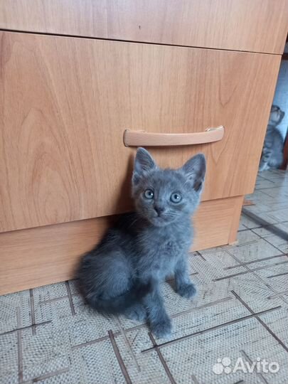 Ласковые детки