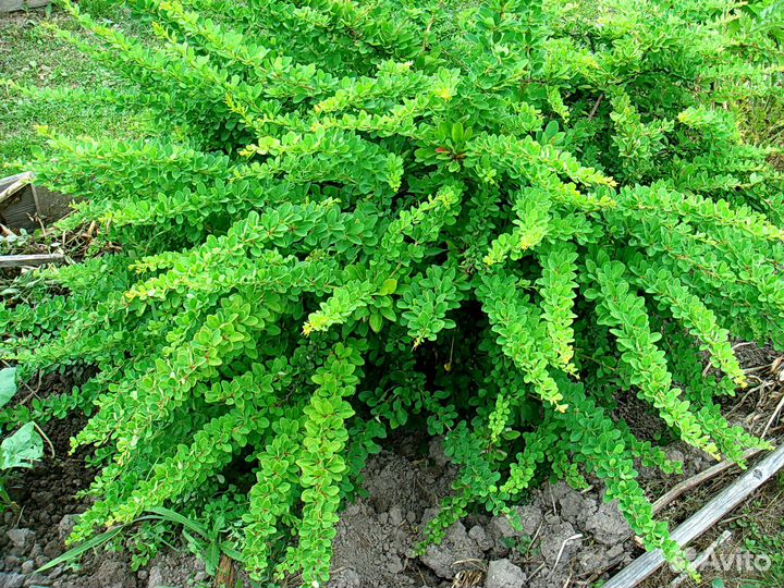 Барбарис. Дерен. Спирея