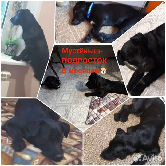 Собака