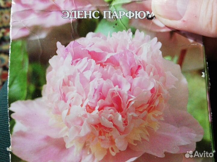 Пион сортовой