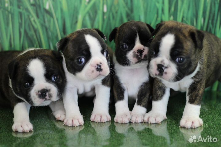 Мини Бостон терьер