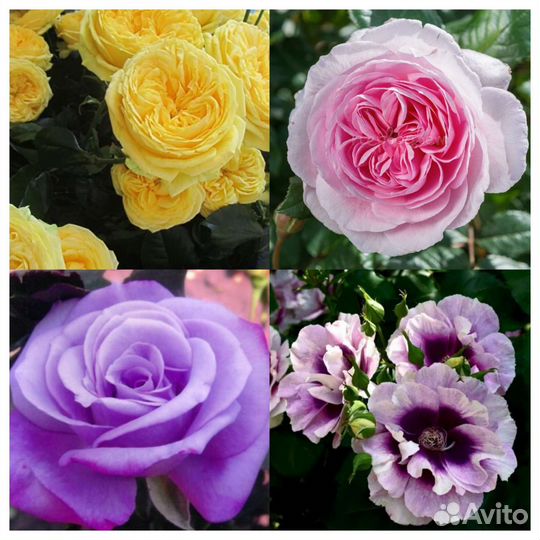 Розы сотовые огромный выбор