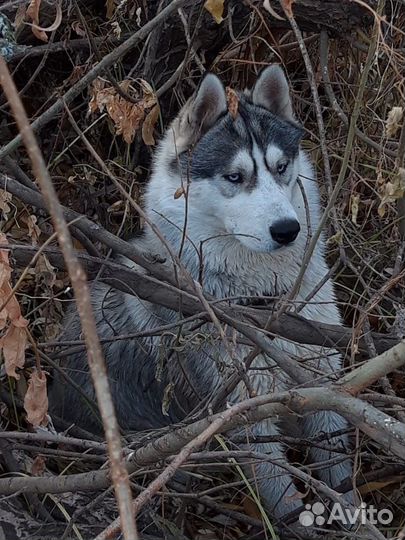 Сибирский хаски
