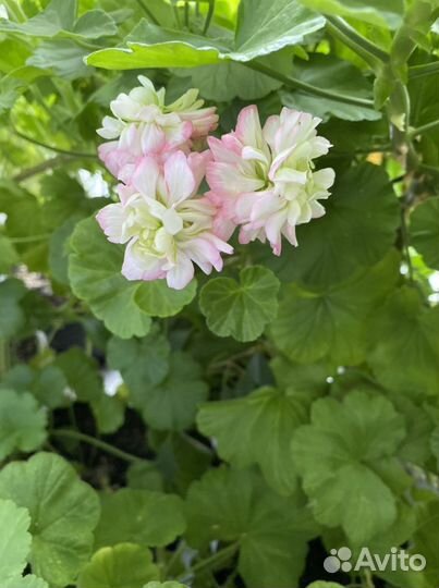 Пеларгония