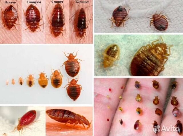 Гольяново/Измайлово/Уничтожение клопов,тараканов