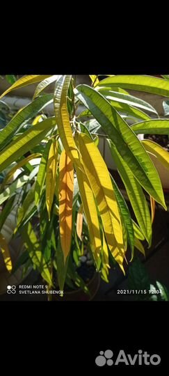 Фикус Али амстел грин голд