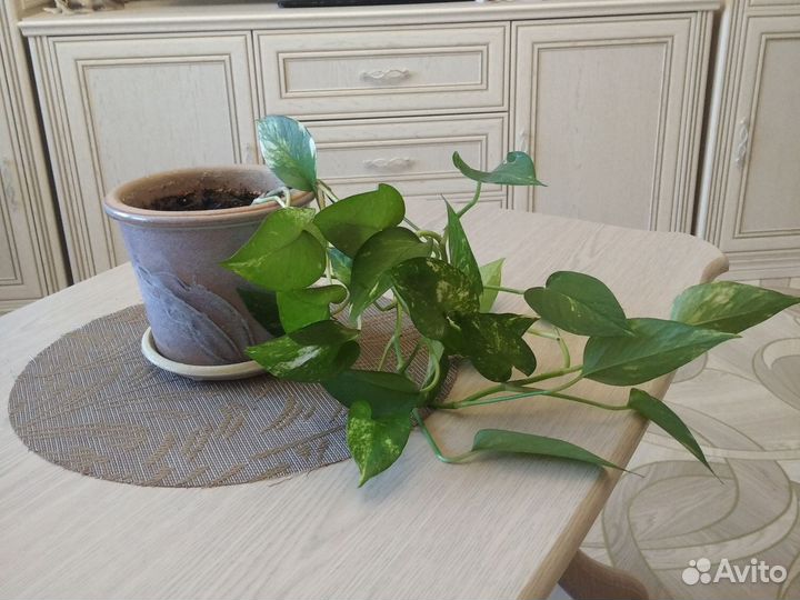 Сциндарсус