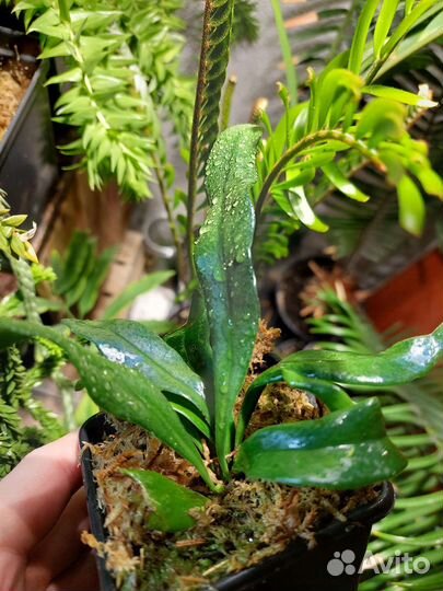 Microsorum thailanbicum папоротник