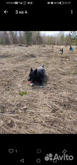 Собаки бесплатно в добрые руки
