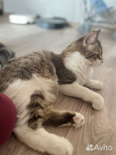 Коты в добрые руки