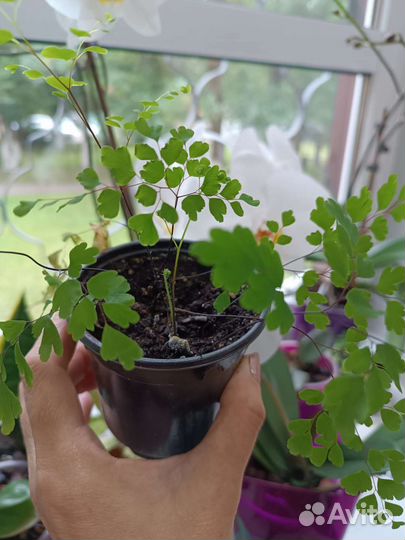 Папоротник,Венерин волос