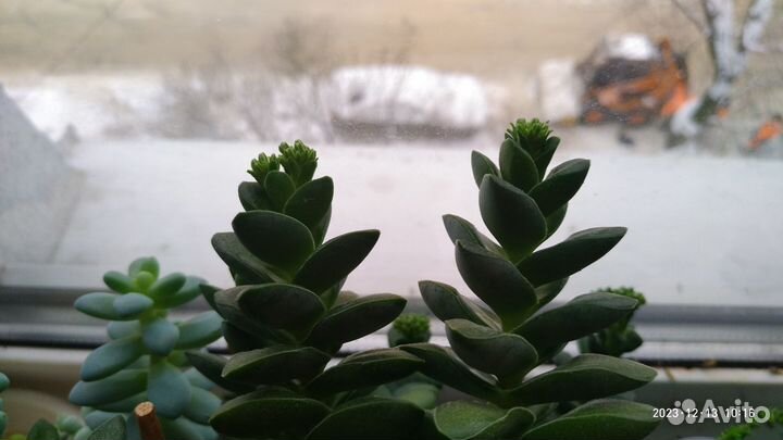 Крассула Спринг Тайм