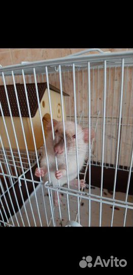 Передержка грызунов