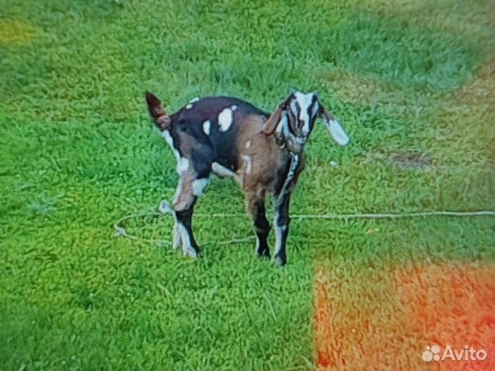 Коза нубийская