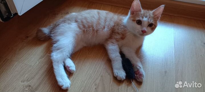 Котята в дар