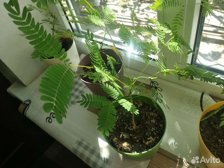 Альбиция ленкоранская